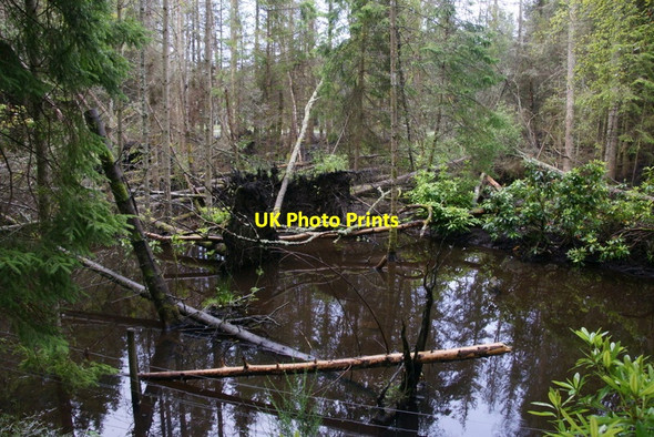 Photo 6"x4" The beaver pond on the Bamff estate Alyth c2011
