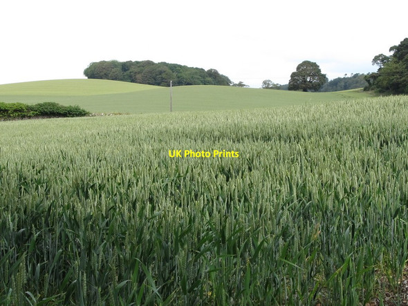 Photo 6"x4" Productive cropland north of the Demesne Road, Seaforde Seaforde c2011
