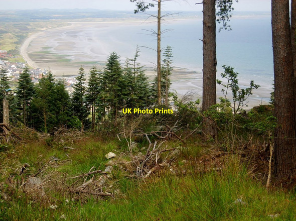 Photo 6"x4" Cleared forest land in Donard Wood Newcastle\/J3732 c2011