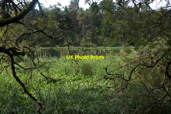 Photo 6"x4" Hare Myre Rosemount\/NO1943 c2011