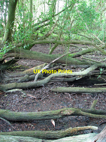 Photo 6"x4" Dry pond west of Timberyard House, Little Glemham Little Glemham c2011