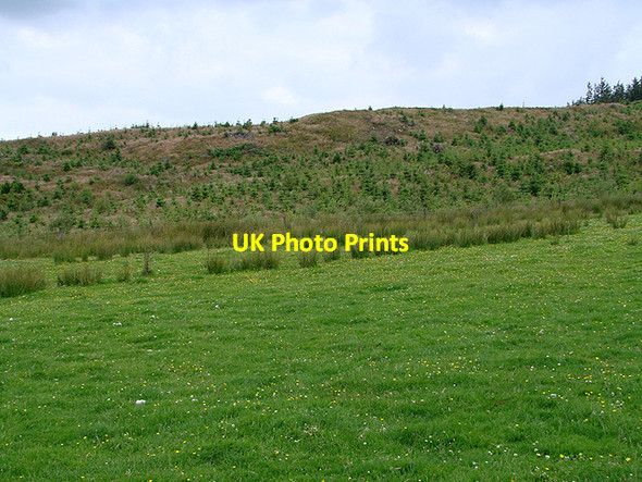 Photo 6"x4" New forestry growth on Mynydd y Groes Tynyrwtra\/SN8885 c2011