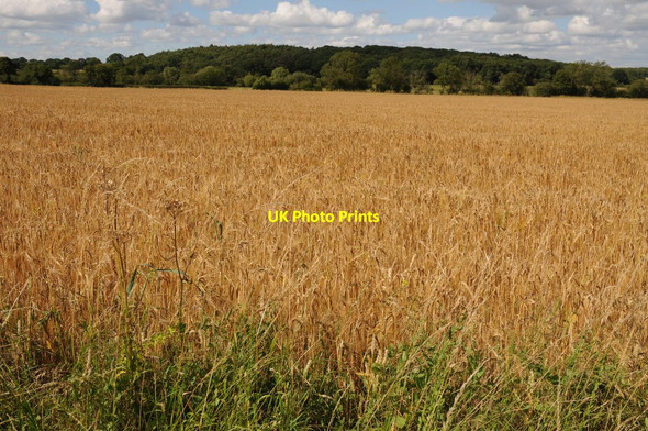 Photo 6"x4" Barley field near Himbleton Phepson c2011