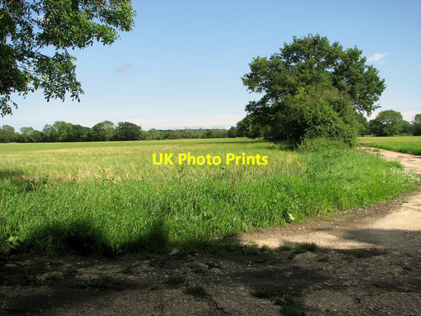 Photo 6"x4" Ripening barley, Halesworth Upper Holton c2011