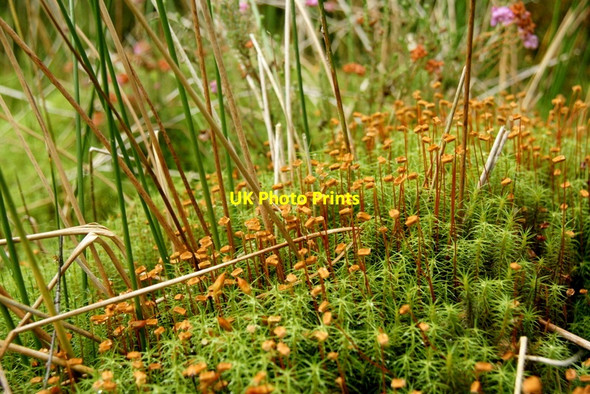 Photo 6"x4" Mosses in Westmuir Community Woodland Kirriemuir c2011