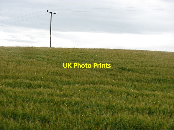 Photo 6"x4" Barley field near Bankfoot Bankfoot\/NO0635 c2011