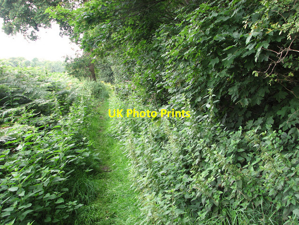 Photo 6"x4" Path along the southern edge of Larch Wood, Wroxham Salhouse c2011