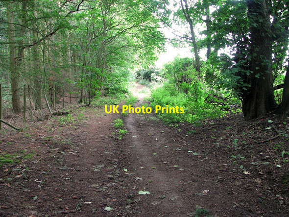 Photo 6"x4" Track past Welldon Wood, Wroxham Salhouse c2011