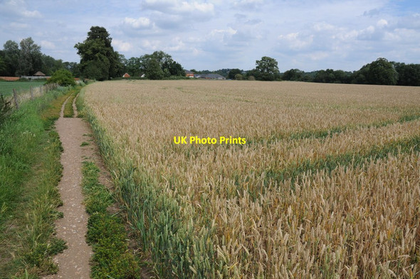 Photo 6"x4" The Thames Path near Shiplake Borough Marsh c2011
