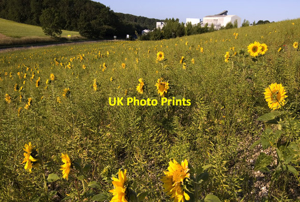 Photo 6"x4" Field of sunflowers, Melton Bottom Melton\/SE9726 c2011