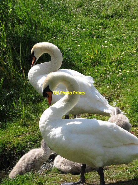 Photo 6"x4" Swans at Lough Ramor Virginia\/N6087 c2011