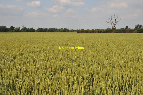 Photo 6"x4" Wheat field beside the Thames Appleford c2011