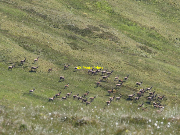 Photo 6"x4" Red deer below Geal Charn Geal Charn\/NO0383 c2011