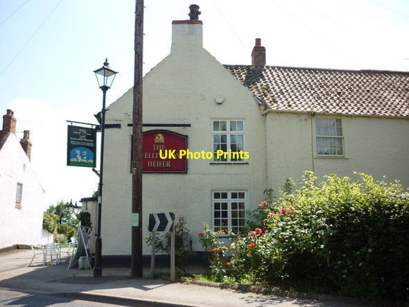 Photo 6"x4" The Wellington Heifer, Aindery Steeple Ainderby Steeple c2011