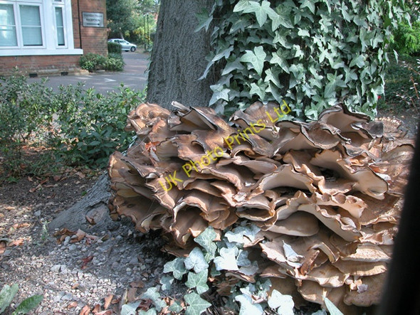 Photo 6"x4" Late Summer Fungus Kingston Upon Thames c2005