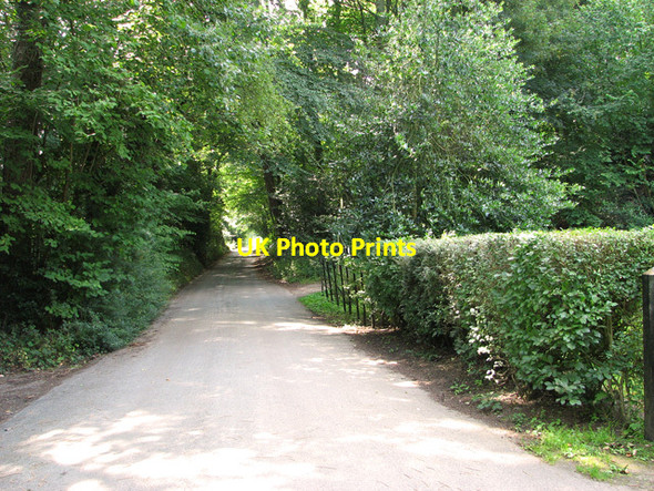 Photo 6"x4" Pound Lane past Belmore Plantation, Thorpe St Andrew Thorpe End c2011