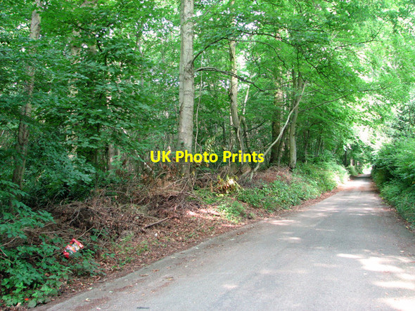 Photo 6"x4" Belmore Plantation as seen from Pound Lane, Thorpe St Andrew Thorpe End c2011