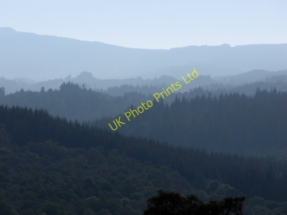 Photo 6"x4" Achray Forest Aberfoyle c2005