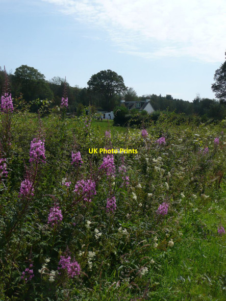 Photo 6"x4" Rosebay willow-herb and meadowsweet in hedge Toward c2011