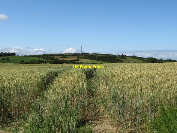 Photo 6"x4" Crop land north of Struell Wells Road Downpatrick c2011