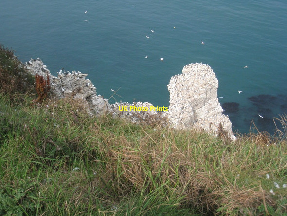 Photo 6"x4" Scale Nab from above Bempton c2011