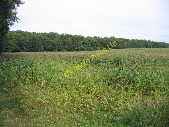 Photo 6"x4" Warren Lane, Clophill, Beds Clophill c2005