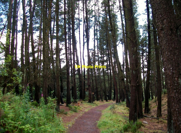 Photo 6"x4" A strand of pines in the Silent Valley Nature Reserve Attical c2011