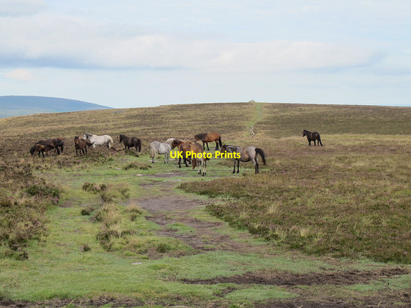 Photo 6"x4" Dartmoor ponies on Hamel Down  Heathercombe c2011