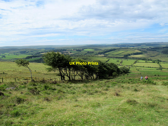 Photo 6"x4" Trees on Hamel Down Heathercombe c2011