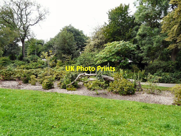 Photo 6"x4" Fallen Tree Stockport\/SJ8990 c2011