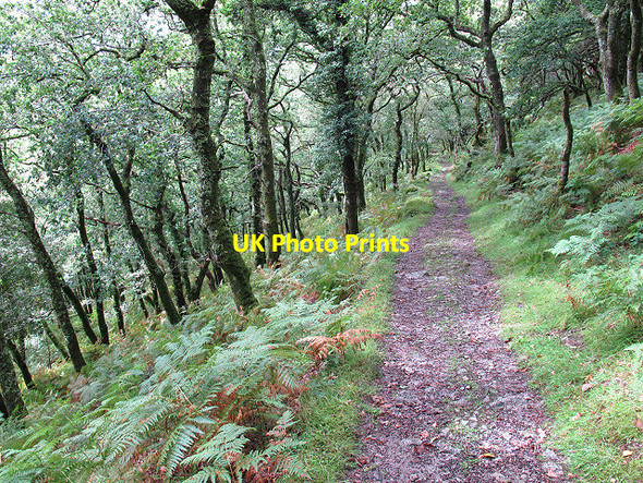 Photo 6"x4" Path in Dewerstone Wood Shaugh Prior c2011