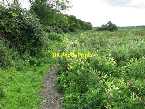 Photo 6"x4" Narrow path to the River Bure, Cow Holm, Horning Thurne c2011