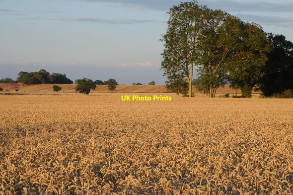 Photo 6"x4" Trees in fields of wheat Green Street\/SO8740 c2011