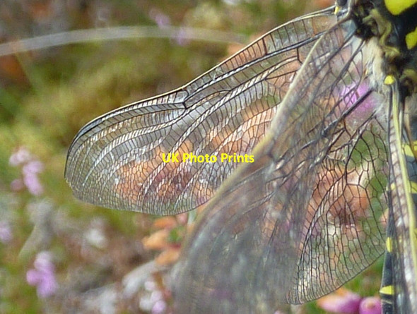 Photo 6"x4" Golden-ringed Dragonfly (wing detail) Loch Sheila c2011
