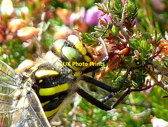 Photo 6"x4" Golden-ringed Dragonfly (head detail) Loch Sheila c2011