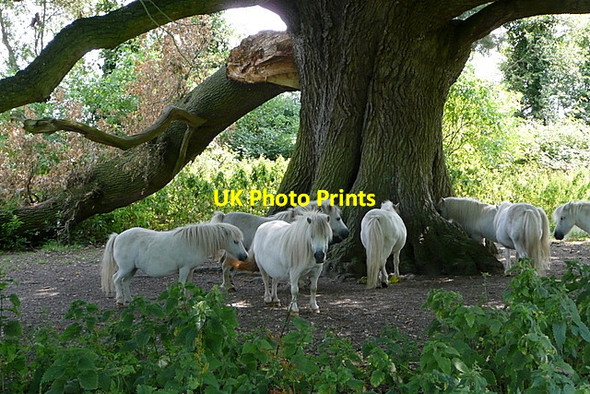 Photo 6"x4" Ponies near Stanlake Bridge Twyford\/SU7975 c2011 P1
