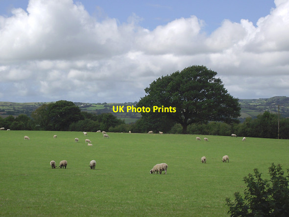 Photo 6"x4" Pasture east of Llwyn-y-Groes, Ceredigion Llwyn-y-groes\/SN5956 c2011