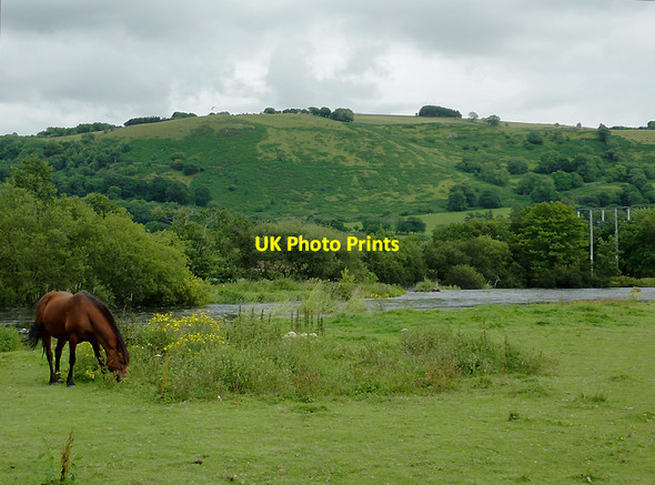 Photo 6"x4" Grazing by the Afon Teifi at Pont Gogoyan, Ceredigion Cockshead c2011