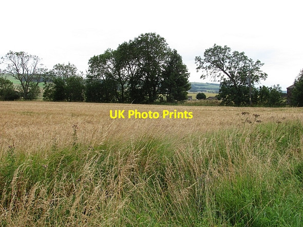 Photo 6"x4" Barley near Auchenzeoch Fordoun c2011