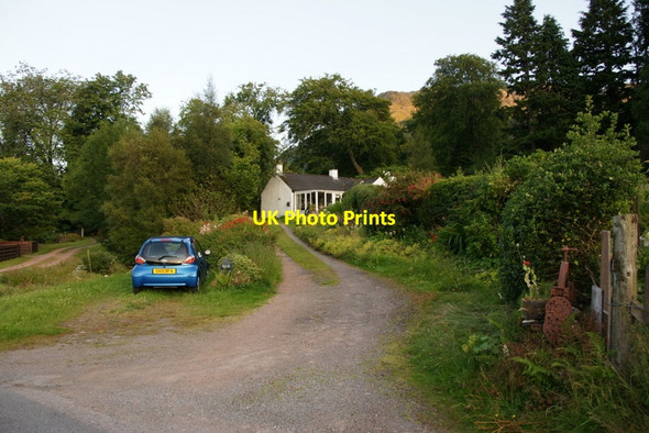 Photo 6"x4" Wild Firs, Ratagan Ratagan c2011