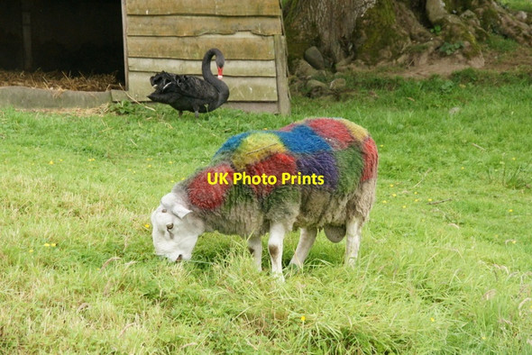 Photo 6"x4" Tartan tup, Auchingarrich Cowden\/NN7720 c2011