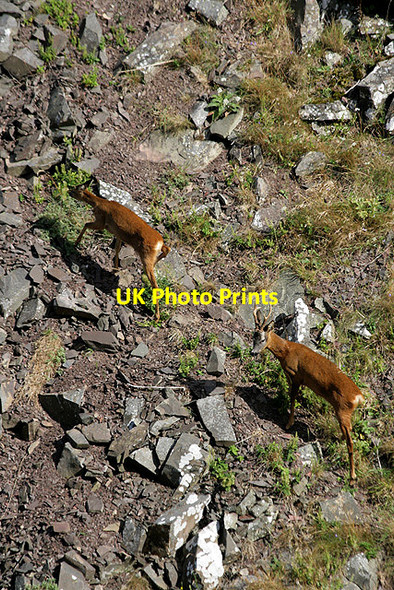 Photo 6"x4" Roe deer in Dowlaw Dean Fast Castle c2011