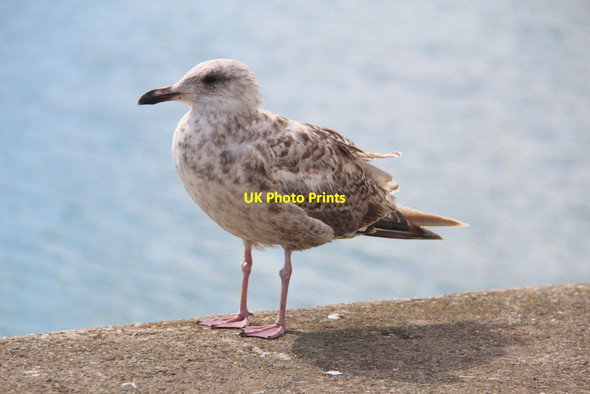 Photo 6"x4" Young Herring Gull, Howth, Ireland Howth c2011