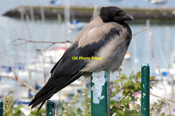 Photo 6"x4" Hooded Crow (Corvus cornix) Howth c2011