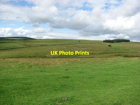 Photo 6"x4" Grazing, Blythe Blythe c2011