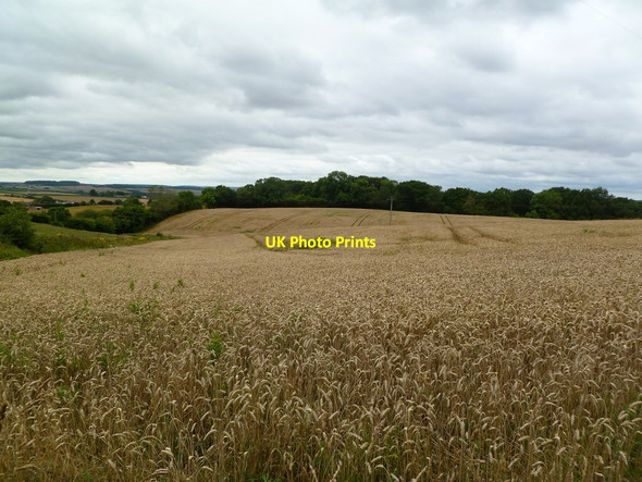 Photo 6"x4" Chalbury, wheatfield Chalbury\/SU0106 c2011