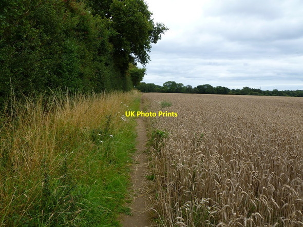 Photo 6"x4" Hinton Martell, footpath Chalbury\/SU0106 c2011