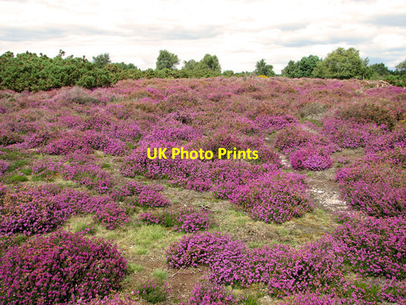 Photo 6"x4" Gorse and heather, Westleton Heath Westleton c2011