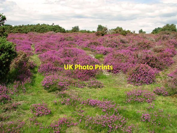 Photo 6"x4" Westleton Heath National Nature Reserve Westleton c2011