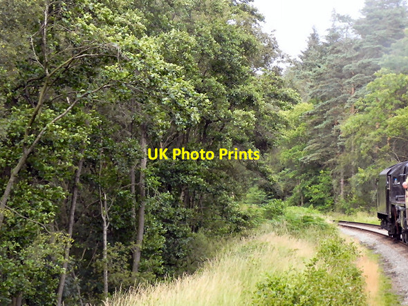 Photo 6"x4" North Yorkshire Moors Railway, Pifelhead Wood Pifelhead Wood c2011